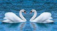 Swan Love8921213431 200x110 - Swan Love - Swan, Love, Jaguar